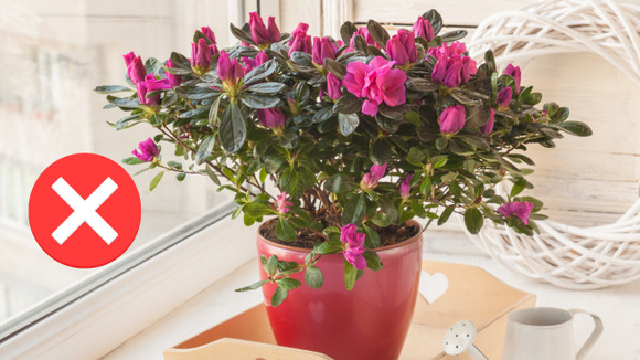 Adeus, calor! Essa planta refresca o ambiente e ainda deixa toda a sua casa perfumada