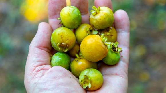 Tem perfume intenso, sabor marcante e cresce em árvores das cidades: descubra essa fruta que é um tesouro da Mata Atlântica no TudoGostoso