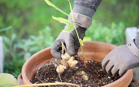 Plantar gengibre é fácil, basta um pedacinho da raiz pra gerar uma nova planta: aprenda com o passo a passo dessa jardineira