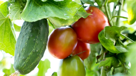 Você guarda tomates e pepinos juntos? Esse hábito pode fazer os dois estragarem antes da hora
