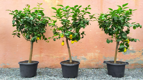3 árvores que dão frutos o ano inteiro e podem ser plantadas em vasos
