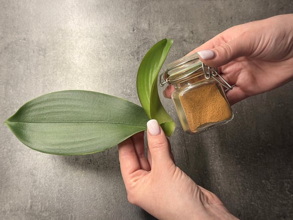 Por que os jardineiros recomendam polvilhar canela na terra das plantas e para que ela serve?