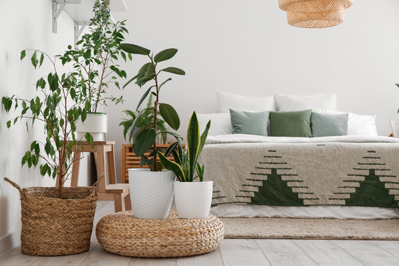 As melhores plantas para ter no quarto do casal: elas ajudam a dormir melhor e ainda decoram o ambiente