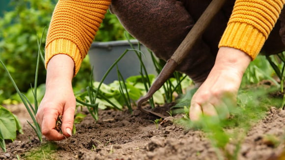 As ervas daninhas precisam ser totalmente arrancadas da terra ou eliminadas de forma mais definitiva para não crescerem novamente (Créditos: Shutterstock)