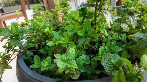Fácil de cultivar, folha aromática rica em antioxidantes que ajuda na digestão cresce até em vaso pequeno em casa