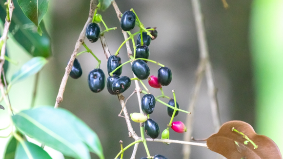 Parece chiclete de tutti-frutti: essa fruta exótica que nasce em árvore é rica em antioxidantes e fácil de cultivar