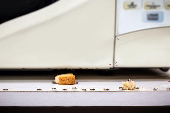 Cozinha blindada contra baratas e formigas com um só truque simples
