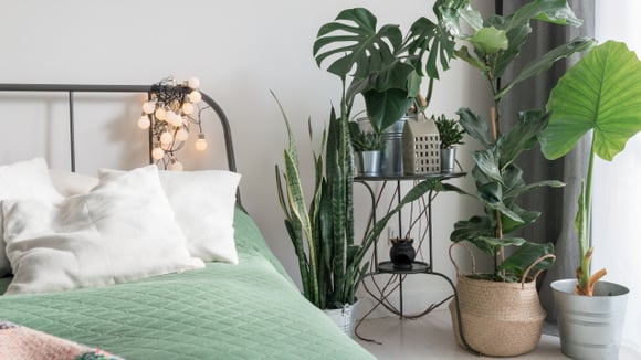 Melhoram o sono e reduzem o estresse: 5 plantas que você deveria ter no quarto (com dicas de como cuidar delas!)