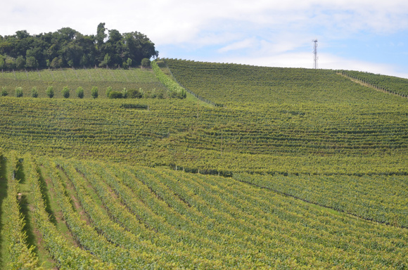 A Serra Gaúcha é repleta de vinhedos que produzem os melhores espumantes do Brasil (Créditos: Shutterstock)