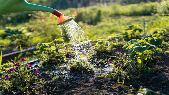 Rega equilibrada e poda correta fazem toda a diferença na qualidade dos tomates. (Foto: Shutterstock)