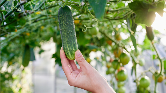 Explosão de pepino: como plantar, cultivar e adubar o fruto para ter o seu próprio alimento em casa