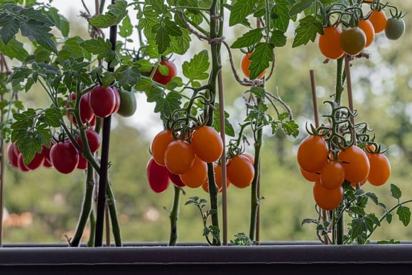 A maioria faz errado: como cultivar tomate-cereja em casa de um jeito fácil com esses truques de sucesso