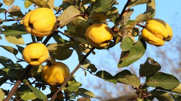 Resistente e ornamental, a árvore do marmelo volta a despertar o interesse de quem ama pomares caseiros. (Foto: Shutterstock)