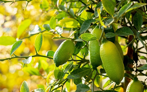 A árvore que produz uma das frutas cítricas mais caras do mundo: como cultivá-la em casa e colher "caviar" de um vaso