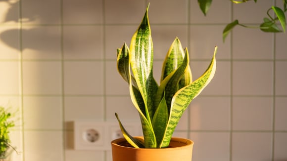 A espada-de-são-jorge é uma planta resistente que combina beleza e praticidade nos ambientes internos (Foto: Shutterstock)