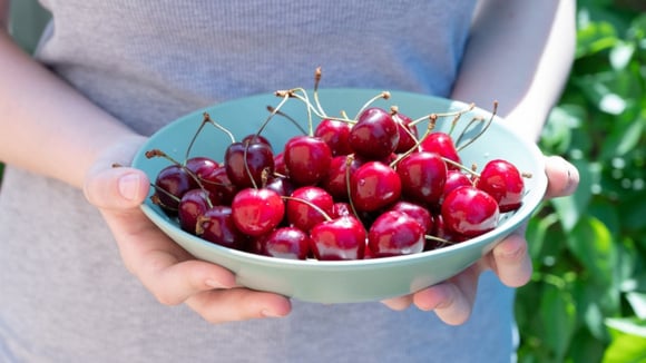 Dá para plantar caroço de cereja? Veja como ter uma cerejeira no jardim de casa