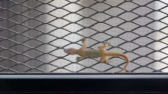 Lagartixas estão aparecendo na sua casa? Entenda o que isso significa e como resolver o problema