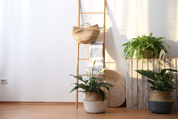 Nada de casa seca: essas são as plantas que vão deixar o ambiente mais úmido