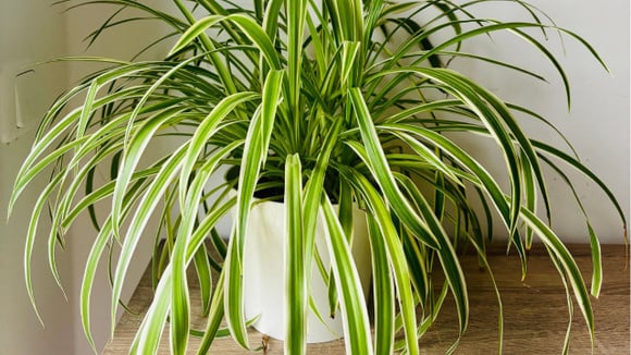 A planta com nome de animal que deixa o ar da sua casa mais limpo e não precisa de sol direto para crescer