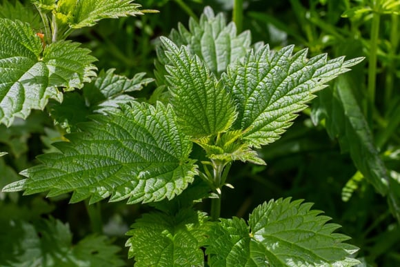 Ninguém presta atenção e, se puderem, pisam nela: essa é a planta que é um tesouro para o jardim
