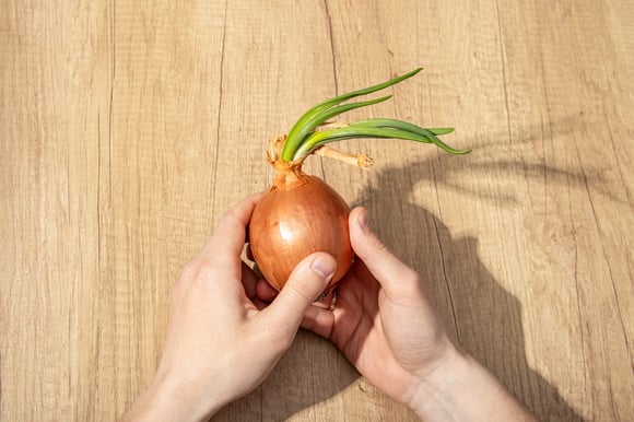 Cebola com broto faz mal? Descubra quando é seguro comer e quando jogar fora