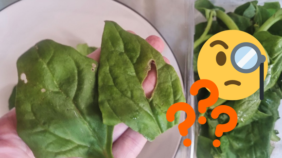 Tem um furo no espinafre! Pode comer a folha ou faz mal à saúde?