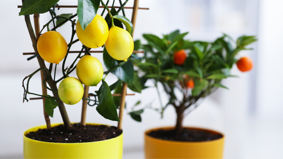 Seis árvores frutíferas que podem ser cultivadas em vasos e resistem ao frio: como ter frutas frescas durante todo o inverno
