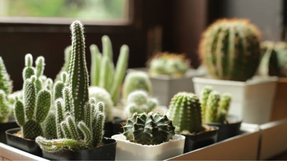 Nem cacto, nem zamioculca: essa planta não precisa de água e ainda perfuma a sua casa