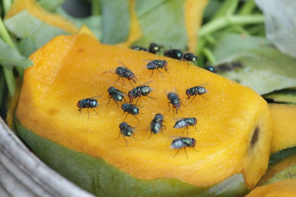 Dicas INFALÍVEIS para você se livrar de moscas na cozinha