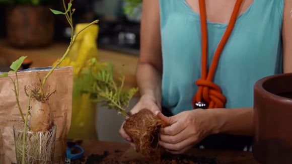 Aqui está o passo a passo para fazer uma horta em casa pela primeira vez: jardineira expert mostra como é simples