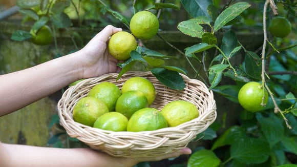 Para produzir frutos, o limoeiros também precisa de regas adequadas, sem permanecer longos períodos em estiagem (Créditos: Shutterstock)