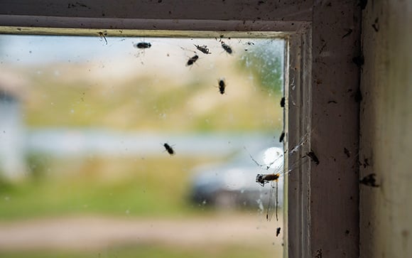 Como se livrar de insetos que estão entrando em casa? Três truques que não deixam manchas nas paredes