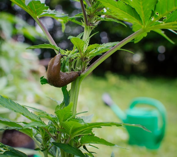 O que plantar no jardim na primavera para afastar as lesmas? O método dos jardineiros para mantê-las longe
