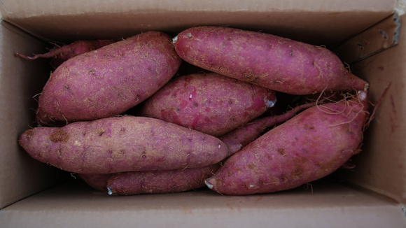 Guardar as batatas em recipiente ventilado prolonga a vida útil do tubérculo por semanas. (Foto: Shutterstock)