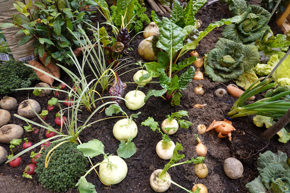Se você tem uma horta em casa, corra para plantar ESTE alimento em setembro: é a melhor época, começa a colher em 40 dias e é muito versátil e nutritivo!