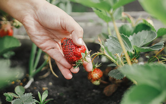 Como plantar morango em vaso utilizando a própria fruta: chega de pagar caro no supermercado
