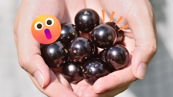Você está perdendo muitos benefícios se joga a casca da jabuticaba fora