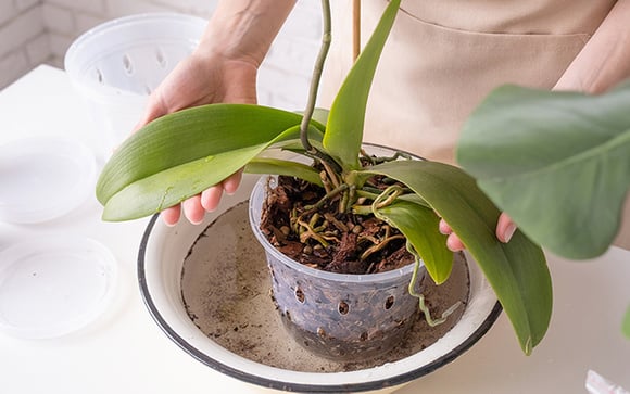 Nunca mais erre na hora de regar orquídeas: além da luminosidade, o uso certo da água é essencial para que floresçam esplendorosamente