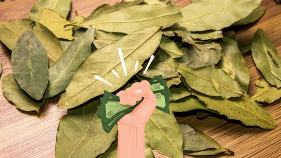 Os rituais com louro para atrair dinheiro e sorte que você deve fazer durante a lua crescente