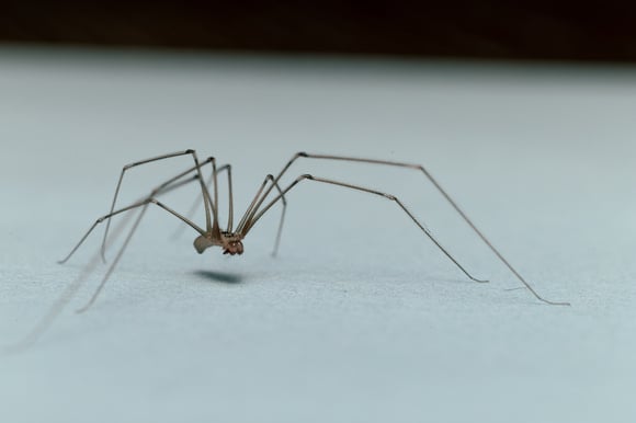 O que significa a presença de aranhas em casa? Descubra se esses aracnídeos representam algum perigo e como manter a sua casa segura