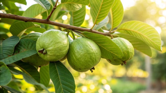Flores cheirosas e frutas cheias de vitaminas: a árvore perfeita para ter no quintal