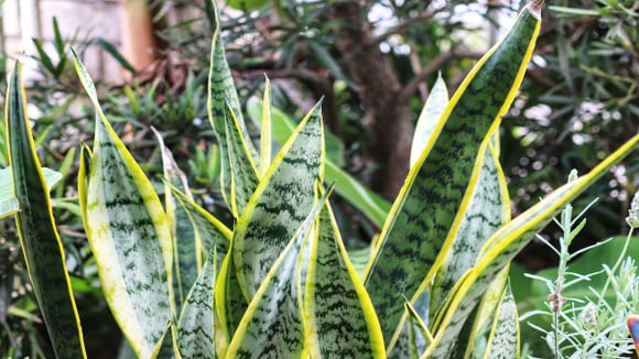 Algumas plantas unem beleza e simbolismos populares para decorar a entrada da casa. (Foto: Shutterstock)