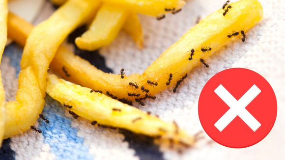 Com quantos anos você descobriu que juntar esses dois ingredientes afastam baratas e formigas?