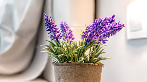 O segredo das lavandas: o item simples no solo que transforma as flores em uma planta exuberante