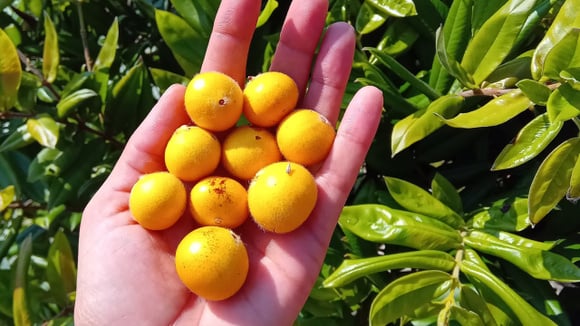 A fruta brasileira pouco conhecida que tem 'casca cabeludinha', polpa suculenta e que você precisa provar nessa primavera