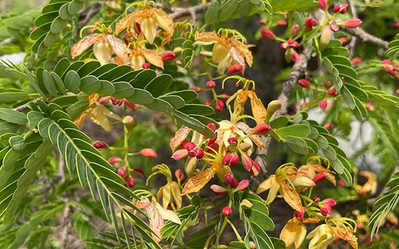 Se você tem um quintal, plante essa árvore frutífera que apostamos que você jamais imaginou, mas cresce fácil e dá frutos deliciosos