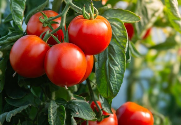 Quer que seus tomates amadureçam e fiquem bem vermelhos? Siga estes dois passos importantes agora mesmo