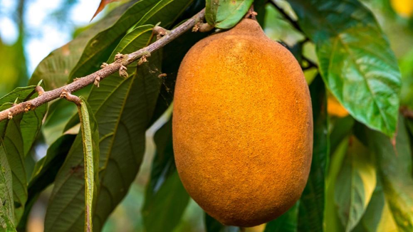 Cupuaçu: conheça os benefícios de comer a fruta todos os dias