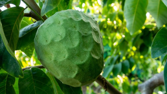 Veja como fazer o plantio dessa fruta no quintal da sua casa (Créditos: Shutterstock)