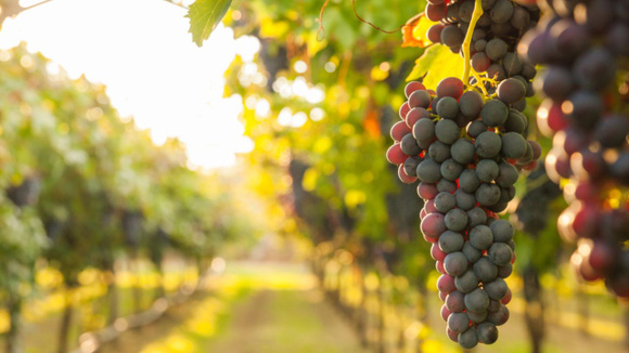 A uva da casca roxa também tem resveratrol em sua composição, o que é ótimo para o controle do colesterol. (Crédito: Shutterstock)